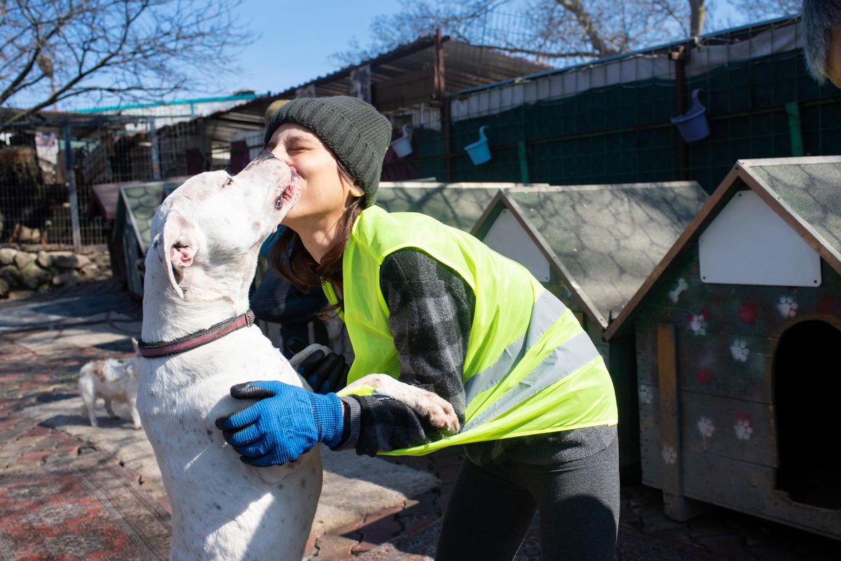 A woman at a pet shelter gets kisses from a happy dog